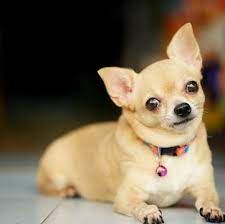 See chihuahua pictures, explore breed traits and characteristics. Chihuahua Puppies For Sale Adoptapet Com
