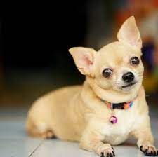 Check spelling or type a new query. Chihuahua Puppies For Sale Adoptapet Com