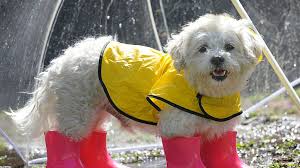 A black nose and dark eyes peek out from the dog's coat. 14 Small White Dog Breeds Fluffy Little White Dogs