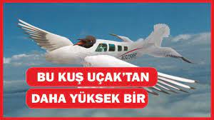 youtube icerik panosundaki pin