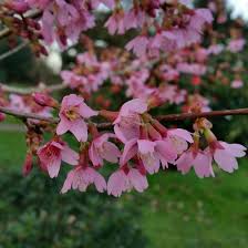 We did not find results for: Prunus Okame Flowering Cherry Tree Okame In Gardentags Plant Encyclopedia