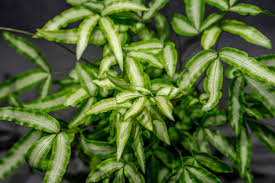 Image result for Pteris cretica