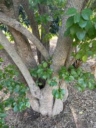 Image result for Volkameria glabra