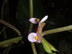 Image result for Begonia poculifera
