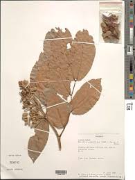 Image result for Berlinia grandiflora