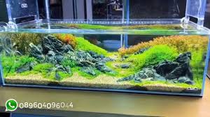 Dutch style merupakan salah salah satu model aquascape yang sangat lama dan kuno. Model Aquarium Sederhana Surga Di Rumah Anda Youtube