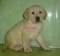 Labrador Yavrusu Satilik Kopekler Labrador Yavrulari Kopek Veterinerler