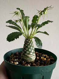 Image result for Dorstenia nyungwensis