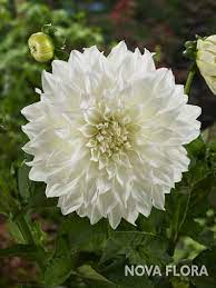 Dahlia Pictures National Garden Bureau Yearofthedahlia Dahlia Summer Bulbs White And Blue Flowers