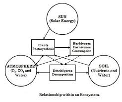 Ecosystems Concept Structure And Functions Of Ecosystems