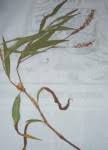 Image result for Persicaria madagascariensis