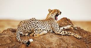 Experience east africa's best wildlife areas. Kenya Tanzania Safari Zanzibar Beach Holiday 10 Days East Africa