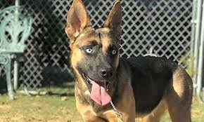 We would love to be able to help you find your dream dog. 6 Delightful Doggies To Adopt Now In Irvine Cbs Los Angeles