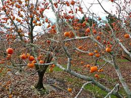 When do persimmon trees bear fruit. Amazon Com 2 American Persimmon Trees Great Fruit Garden Outdoor
