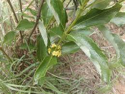 Image result for Fadogiella