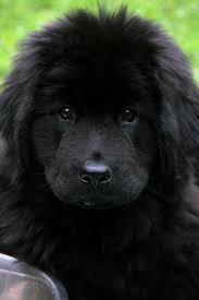 Brown, black, and some have some white. Newfoundland Buyer Be Aware Here S How To Spot A Puppy Mill My Brown Newfies