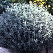 Image result for Santolina chamaecyparissus