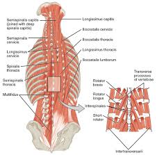 Maybe you would like to learn more about one of these? Back Muscles Explained Anatomy 101 For Patients