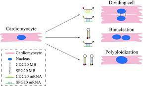 We did not find results for: Isolation Of Cardiomyocytes Undergoing Mitosis With Complete Cytokinesis Circulation Research