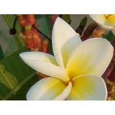 I fiori sono bianchi con il centro giallo, simili alle margherite, e comprendono un gran numero di petali e stami. Pagoda Flower Plumeria Alba Fiori Bianchi Con Centro Giallo