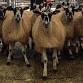 Store %26 Breeding Sheep Sale event in Leek