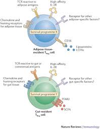 Molecular Mediators Of Tissue Resident Treg Cell Homeostasis Homeostatic Control Of Regulatory T Cell Diversity Na Immunology Physiology Science Education