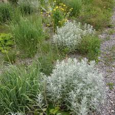 Artemisia silver king (white sage) artemisia ludoviciana daisy family. Artemisia Ludoviciana