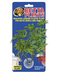 It doesn't need any special attention and has nice big leaves. Zoo Med Betta Plant Decorations Roger S Aquatics Pet Supplies