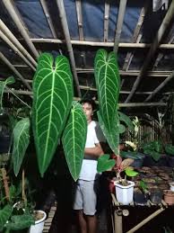 Anthurium Warocqueanum In 2020 Anthurium Plants Plant Leaves
