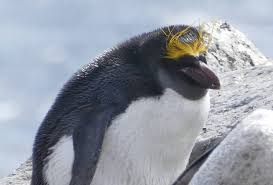 Teamwork is required to solve these puzzles and to take home the gold skin. Climate Change In Antarctica The Effect On Penguins Whales And Krill
