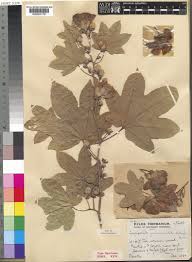 Image result for Triplochiton zambesiacus