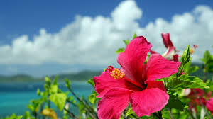 We did not find results for: National Emblems Of Caricom Member States Flowers Loop Caribbean News