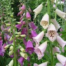 We did not find results for: 31 Gardening Native Pacific Nw Plants Ideas Plants Apartment Garden Native Plants