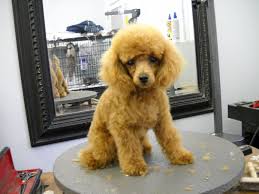 Maybe you would like to learn more about one of these? Miniature Poodle Grooming Poodle Forum Standard Poodle Toy Poodle Miniature Poodle Forum Al Poodle Haircut Miniature Poodle Miniature Poodle Grooming