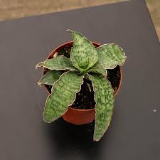 Image result for Sansevieria kirkii