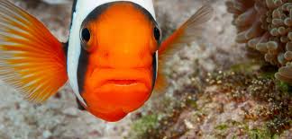 Image result for clownfish