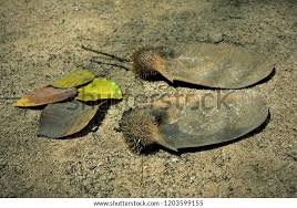 Image result for Centrolobium