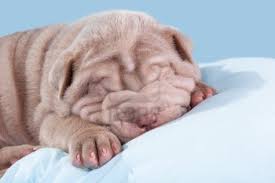 Usata pochissimo, doghe in legno e. Lettini Per Cani Consigli Per L Acquisto A Buon Prezzo E L Utilizzo
