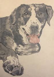 We focus on every detail like dog ears, nose, eyes and even postures. Portrait Of A Greater Swiss Mountain Dog Drawing