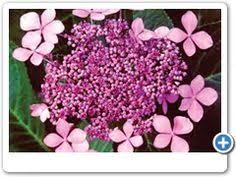 1 more photos view gallery. Hydrangeas Tips