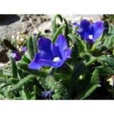 Image result for Anchusa