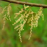 Image result for Macaranga spinosa