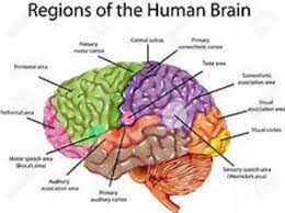 There Is No Way This Turns Out Well The Conclusion In 2021 Brain Images Human Brain Anatomy Human Brain