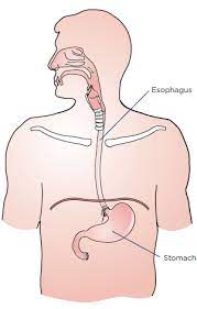 Apr 22, 2021 · it challenged stars to overcome a range of addictions, from drugs and alcohol, right through to plastic surgery. About Your Esophagectomy Surgery Memorial Sloan Kettering Cancer Center