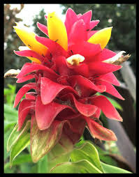 Image result for Costus