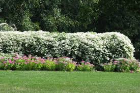 Check spelling or type a new query. Sweet Autumn Clematis A Fragrant Fall Blooming Charmer Of A Vine Csmonitor Com