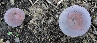 Image result for Russula mariae