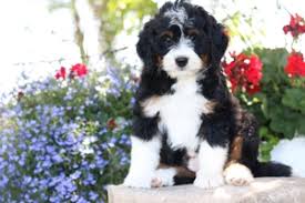 How big do bernedoodles get? Mini Bernedoodle Puppies For Sale Mini Bernedoodle Breeder