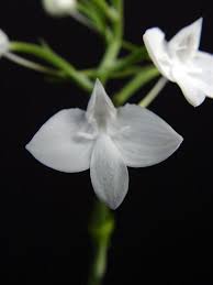 Image result for Habenaria walleri
