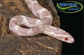 May 07, 2020 · snow corn snakes, also known as 'complete albino corn snakes', grow to the same length and girth as any other corn snake. Corn Snake Care Sheet Reptiles By Mack
